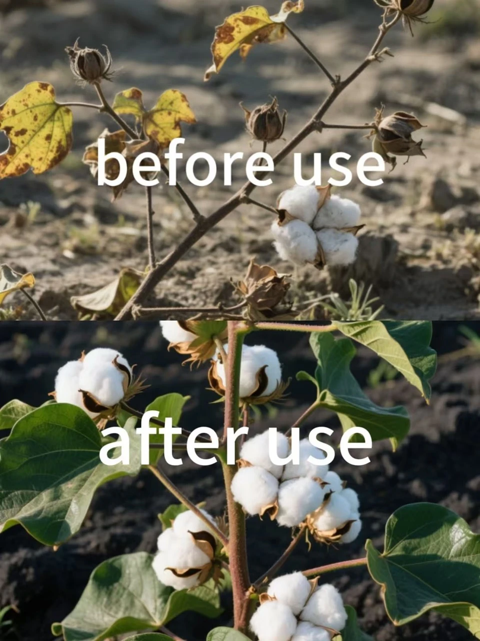 Regulation Of Crop Growth Mepiquat Chloride 98%TC,250g/L CASNO.24307-26-4 For Cotton And Wheat suppliers